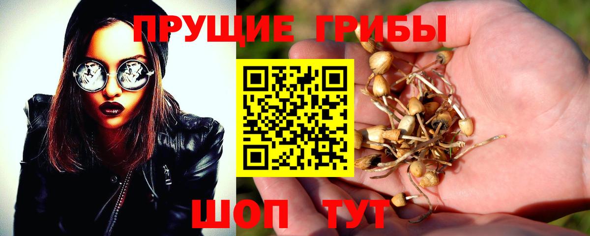 где можно купить   Галлюциногенные грибы Psilocybine cubensis  Псилоцибиновые грибы Psilocybine cubensis  Вход с VPN  Кстово 